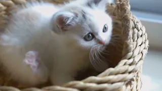 Puppy and Kitten Cuddle Time: The Cutest Relaxing Video Ever