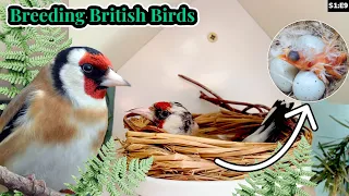 Baby Goldfinches Hatch! | Breeding British Birds S1:E9