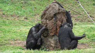 일본 타마동물공원의 침팬지 多摩動物公園のチンパンジー  The chimpanzee of the Japan Tama Zoological Park