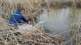 Expedition #11 | Beaver dam removal. The biggest I have seen so far.