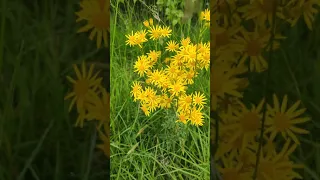 Séneçon jacobée Nouvelle Aquitaine