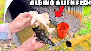 FISH TRAP CATCHES ALBINO ALIEN FISH in HIDDEN TUNNEL!