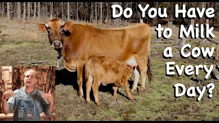 Do You Have to Milk a Cow Every Day? - FHC Q & A