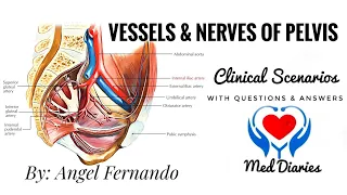 vessels and nerves of Pelvis | Anatomy of Pelvis | Q&A | Clinical Scenarios