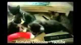 Videos chistosos de Gatos graciosos Compilacion 2013   20144