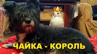 Чайка Чуи отжала комнату у людей и собак