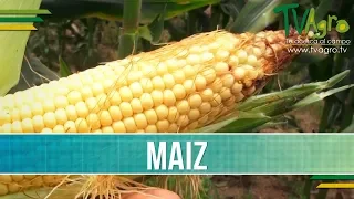Produccion de Maiz - TvAgro por Juan Gonzalo Angel