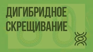 Дигибридное скрещивание. Закон независимого наследования признаков. Видеоурок по биологии 10 класс