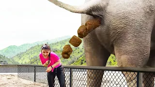 Elefant kackt zur SCHLECHTESTEN Zeit...