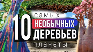 10 САМЫХ Необычных Деревьев планеты. Самые ВПЕЧАТЛЯЮЩИЕ деревья мира!