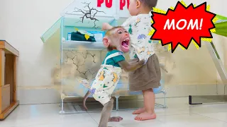 Monkey Pupu prevents baby Nguyen from dismantling his house