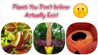 |amazing plants | Plants You Won’t Believe Actually Exist  | Variety Vault