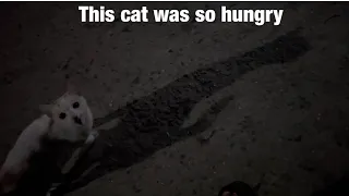 A hungry cat is asking for food at middle of road during night time