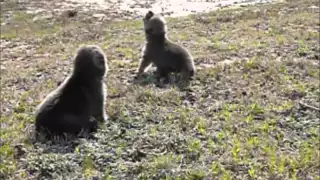 Wolf Pups Howling