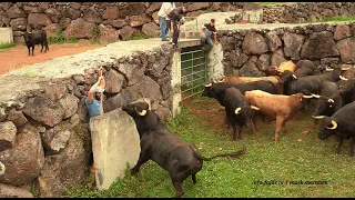 “Apartar de Touros” – Ganadaria AA – Álvaro Amarante – Ilha de São Jorge