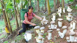 Harvest Mushrooms Grow Under Banana Garden go to market sell, grow vegetable || Free Bushcraft