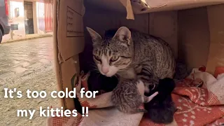 Trying to rescue a mama cat with two 3-day-old kittens.