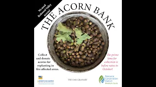The Acorn Bank - Help Collecting Acorns in Mendocino County