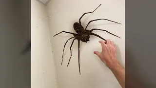 why did I touch the SPIDER...