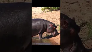 HIPPO LICKS BLOODY SAND AFTER IMAPLA KILL #shorts