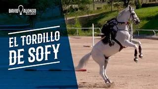 El tordillo de Sofy