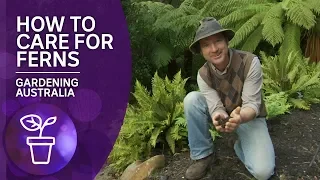 How to grow and care for ferns