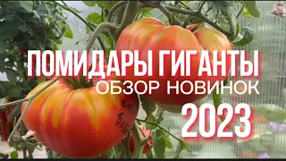 Томаты Гиганты Сезон 2023! Полный обзор моих сортов.