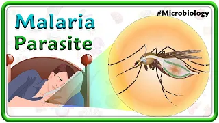 Malaria Parasite Lifecycle🦟, Clinical manifestations, Complications, Diagnosis  & Treatment | USMLE