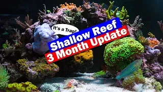 Shallow Reef Tank update - 3 Months in and an Anemone Removal Trap!
