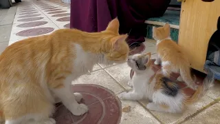 Mama Cat tried to calm the fighting between her kittens, which would not stop.