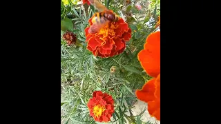 Шмель и бархатцы. Bumblebee and marigolds