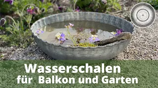 Wasserschalen, die Wichtigkeit von Wasser im Naturgarten, Wasserpflanzen am Balkon