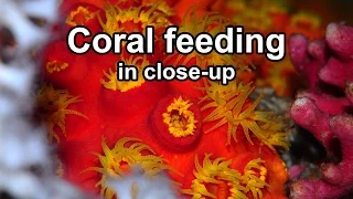 Coral feeding in close-up
