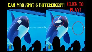 Spot 5 Differences Picture Puzzle: Captive Orca 5