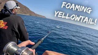 Searching for Surface Iron Yellowtail