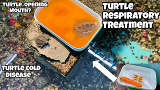 How to Treat Turtle Respiratory Infection | Turtle Opening Mouth | Turtle Not  Eating Food