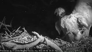 Jackie and Shadow doing DOUBLE WING SLAP TO INTRUDER Big Bear Bald Eagles April 2 2022
