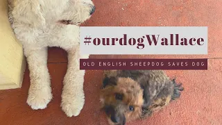 Old English Sheepdog rescues dog┃#ourdogWallace┃Ed&Mel