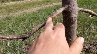 ПРИВИВКА НА ВЗРОСЛОЕ ДЕРЕВО. ВАЖНО ЗНАТЬ！