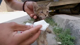 The poor kittens need help.