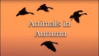 Animals in Autumn