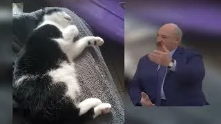 Лукашенко мешает спать кошке