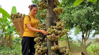 Harvesting Fruit Garden Goes to the market sell - Gardening - Loc Thi Huong