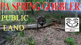 PA Spring Turkey Success 2023 #springturkey #turkeyhunting