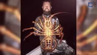 Man Captures Giant Lobster