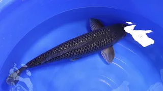 Samudra Koifarm - Ginrin Soragoi - 53cm - male - S13 (2611)