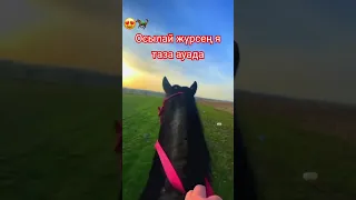 #ауыл #horse #астана #ат #бәйге #жылқы #кокпар #конь #копкар #кабирхан #кокбору #қазақстан #тасқын