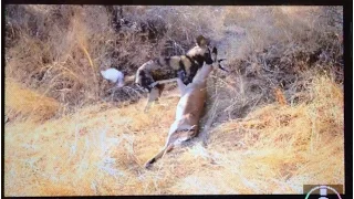 Wild dog chase & kill Impala next to safari vehicle