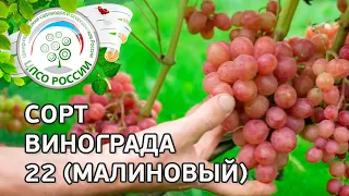 Сорт винограда 20-2 (малиновый). 🍇 Описание сорта винограда 20-2 (малиновый).