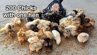 200 chicks with one hen | Aseel hen harvesting eggs to chicks / smallest birds | @TensionFreeWorld